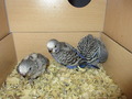 100727 --- R27, R28 och R29